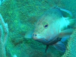 What you looking at??. This Gouper taken in Mexico Feb 2005 by Mike Loizos 